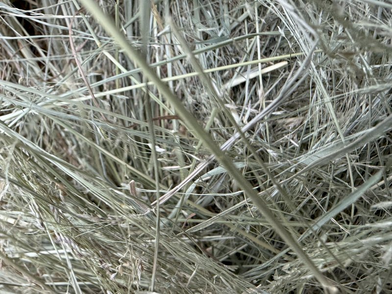 Teff Hay Small Square Bales (Baron Packs of 21)