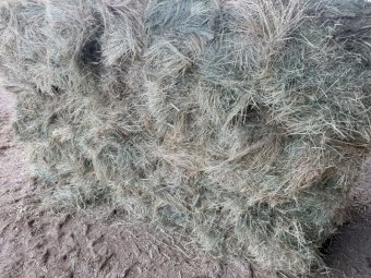 Teff Hay Small Square Bales (Baron Packs of 21)