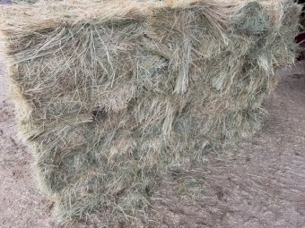 Teff Hay Small Square Bales (Baron Packs of 21)