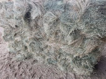 Teff Hay Small Square Bales (Baron Packs of 21)