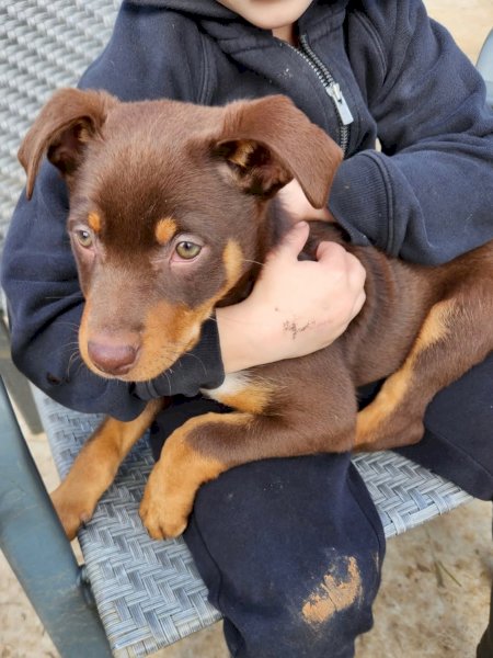 3 Red Kelpie Pups, 2 male 1 female