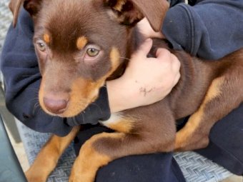 3 Red Kelpie Pups, 2 male 1 female