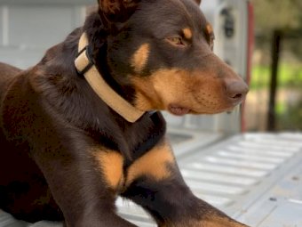 3 Red Kelpie Pups, 2 male 1 female