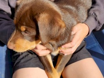 3 Red Kelpie Pups, 2 male 1 female