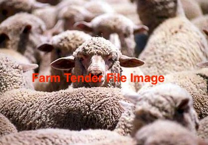 Nudie Ewe Lambs