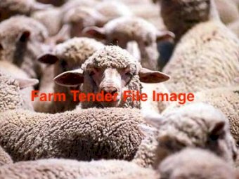 Nudie Ewe Lambs