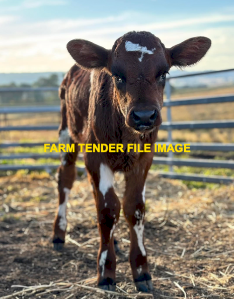 WANTED Young Beef Poddy Calves