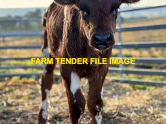 WANTED Young Beef Poddy Calves