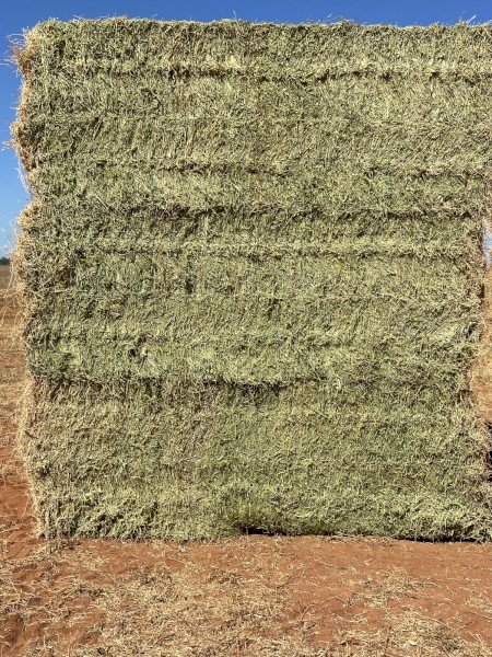 CAVALCADE  HAY