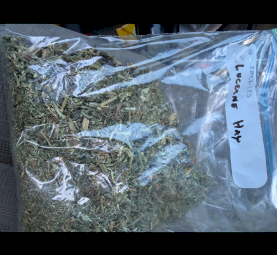 25mt Lucerne Hay