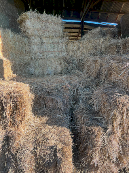 1500 x Rye Clover Hay Small Squares