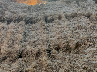 1500 x Rye Clover Hay Small Squares