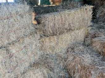 1500 x Rye Clover Hay Small Squares