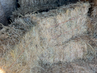 1500 x Rye Clover Hay Small Squares