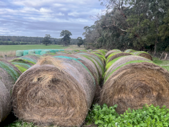 400 x Clover and Rye Round Bales