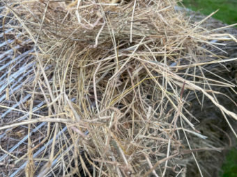 400 x Clover and Rye Round Bales