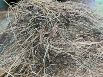 600 x Clover and Rye Hay Round Bales