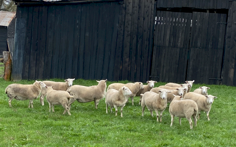 Wiltshire Poll Ewes x 13