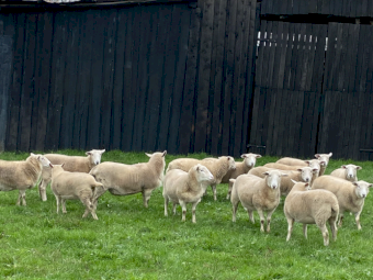 Wiltshire Poll Ewes x 13