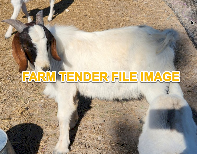 WANTED Boer Goats