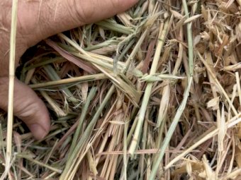 500 mt Oaten Hay