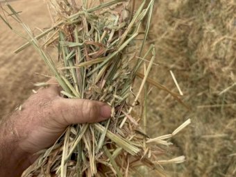 500 mt Oaten Hay