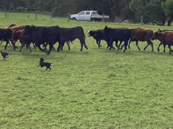 Kelpie X Koolie Pups x 6