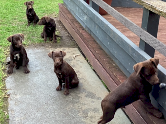 Kelpie X Koolie Pups x 6