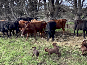 Kelpie X Koolie Pups x 6