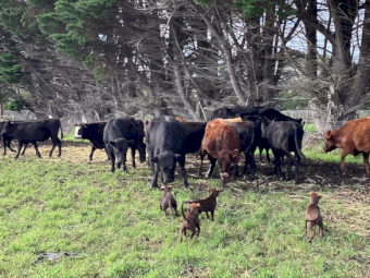 Kelpie X Koolie Pups x 6