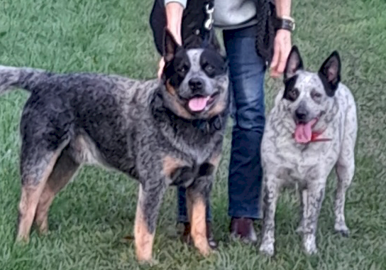 Australian Cattle Dog Pups for Sale
