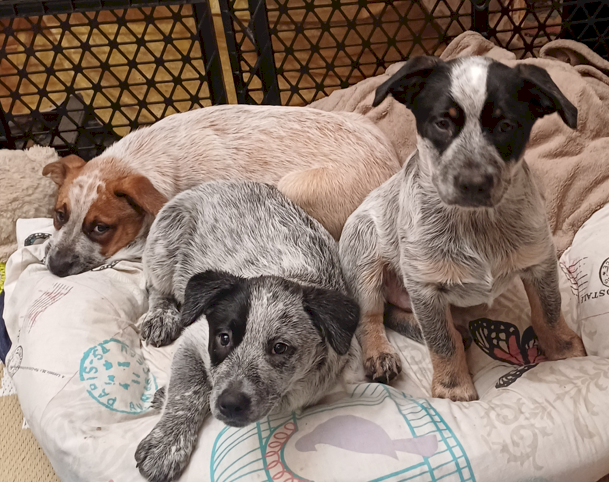 Australian Cattle Dog Pups for Sale