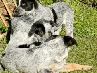 Australian Cattle Dog Pups for Sale