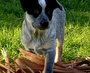 Australian Cattle Dog Pups for Sale