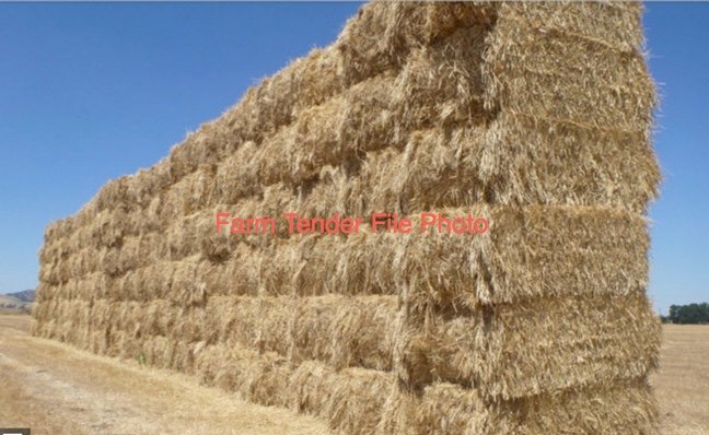 125 x Barley Hay 8x4x3 Bales