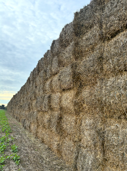 500mt Wheaten Hay 500-650kg 8x4x3 Bales