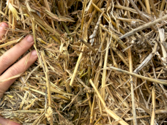 500mt Wheaten Hay 500-650kg 8x4x3 Bales