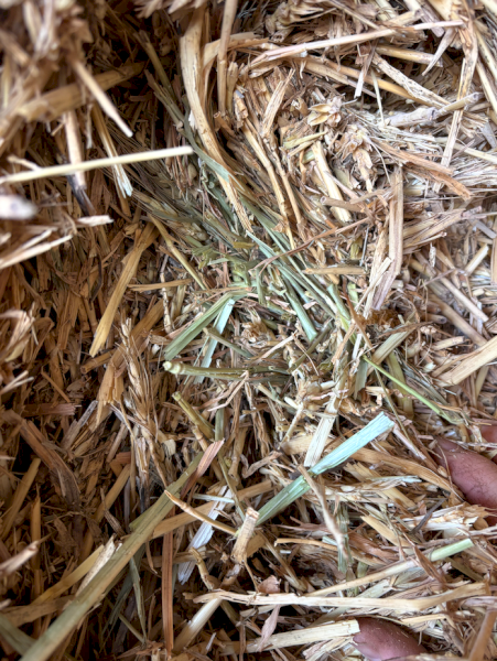 300mt Wheaten Hay 600-620kg 8x4x3 Bales