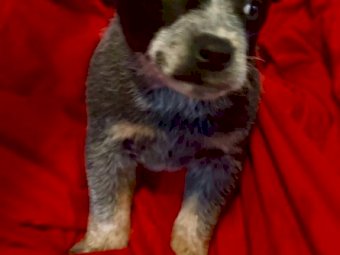 3 X Pure Bred Blue Heeler Pups