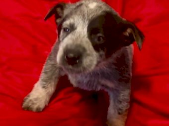 3 X Pure Bred Blue Heeler Pups
