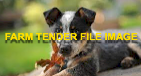 WANTED Cattle Dog