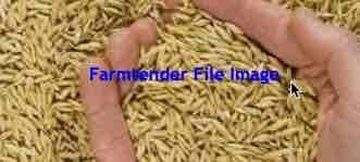 80mt Feed Oats