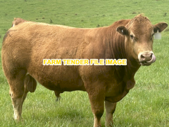 WANTED Young Limousin Bull