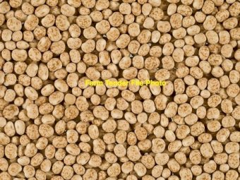 25mt Bateman Lupins
