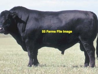Banquet Angus Bull