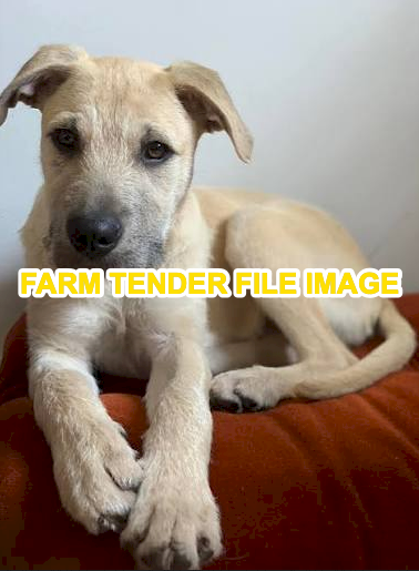 WANTED Staghound Pup