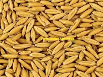 40mt Feed Oats