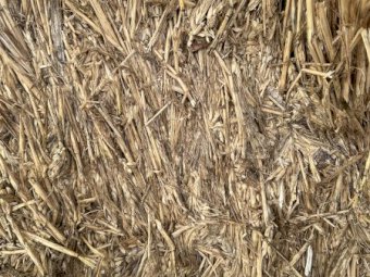 Wheaten Hay 8x4x3 Bales