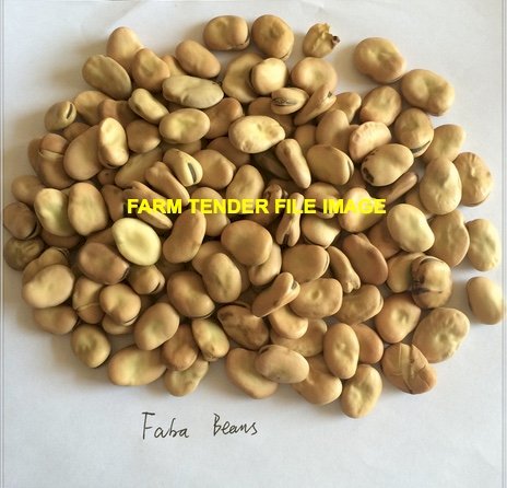 100mt Feed Faba Beans