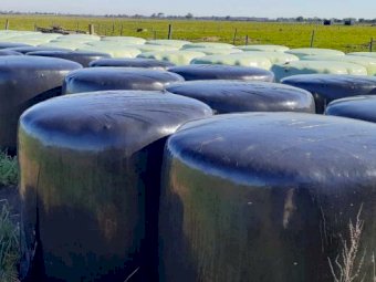 Pasture Silage Round Bales